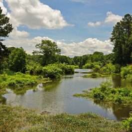 Cypress Wetlands 1