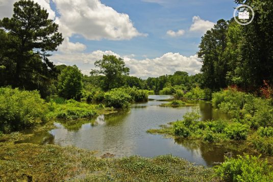 Cypress Wetlands 1