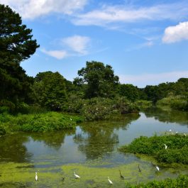 Cypress Wetlands 1.1