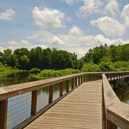 Cypress Wetlands 2