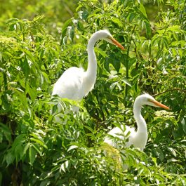 Cypress Wetlands 3