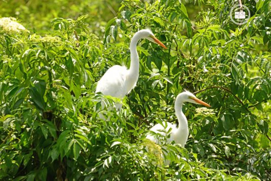 Cypress Wetlands 3