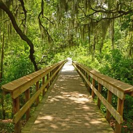 Cypress Wetlands 4