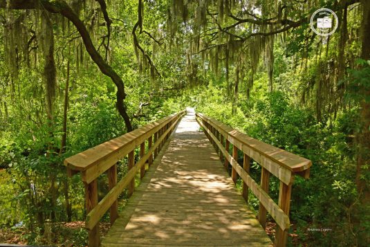 Cypress Wetlands 4