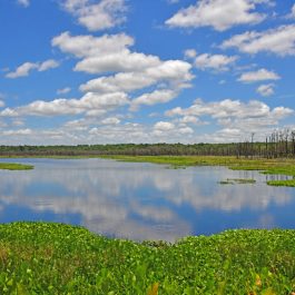 Donnelley Wildlife 1