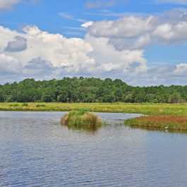 Donnelley Wildlife 2