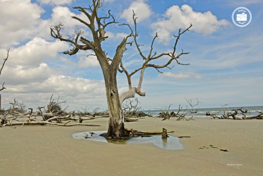 Hunting Island 6