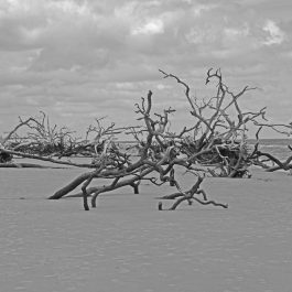 Hunting Island 7