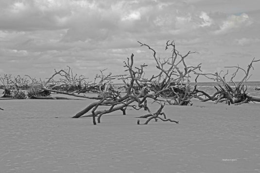 Hunting Island 7