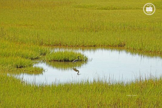 Kiawah Island 8