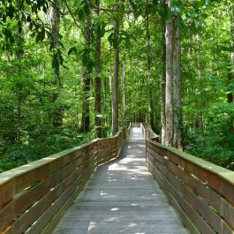Savannah National Wildlife Refuge