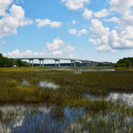 Stono River County Park 1