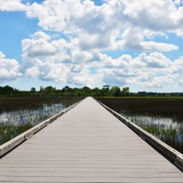 Stono River County Park 2