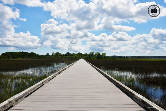 Stono River County Park 2