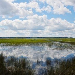 Stono River County Park 3