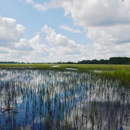 Stono River County Park 4