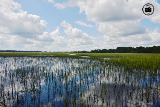 Stono River County Park 4